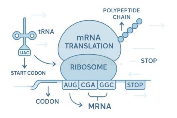 Guide: MRNA Sequence To Amino Acid Sequence