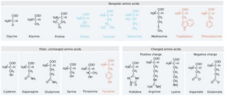 Guide To Amino Acid Polarity: Understanding The Basics