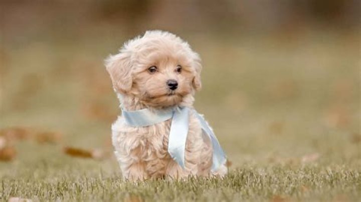 Meet Reggie The Chi: Your Ultimate Guide To This Adorable Dog Breed