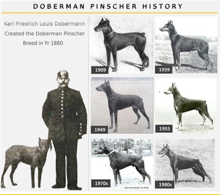 The Eventual Downfall Of The Doberman Brothers - What Ultimately Happened?