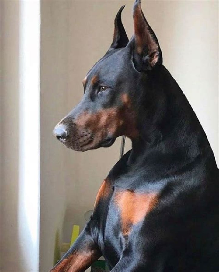 The Ultimate Guide To Being The Wife Of A Chad Doberman