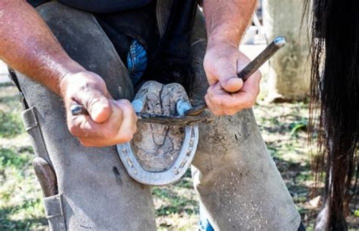 The Ultimate Guide To Farrier Services By Scott Collier