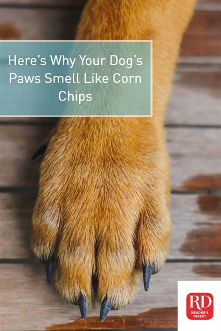 Why Your Body Smells Like Corn Chips: A Comprehensive Guide